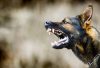 Dog Bites-  How to React to Them and What to Know Before Filing a Lawsuit